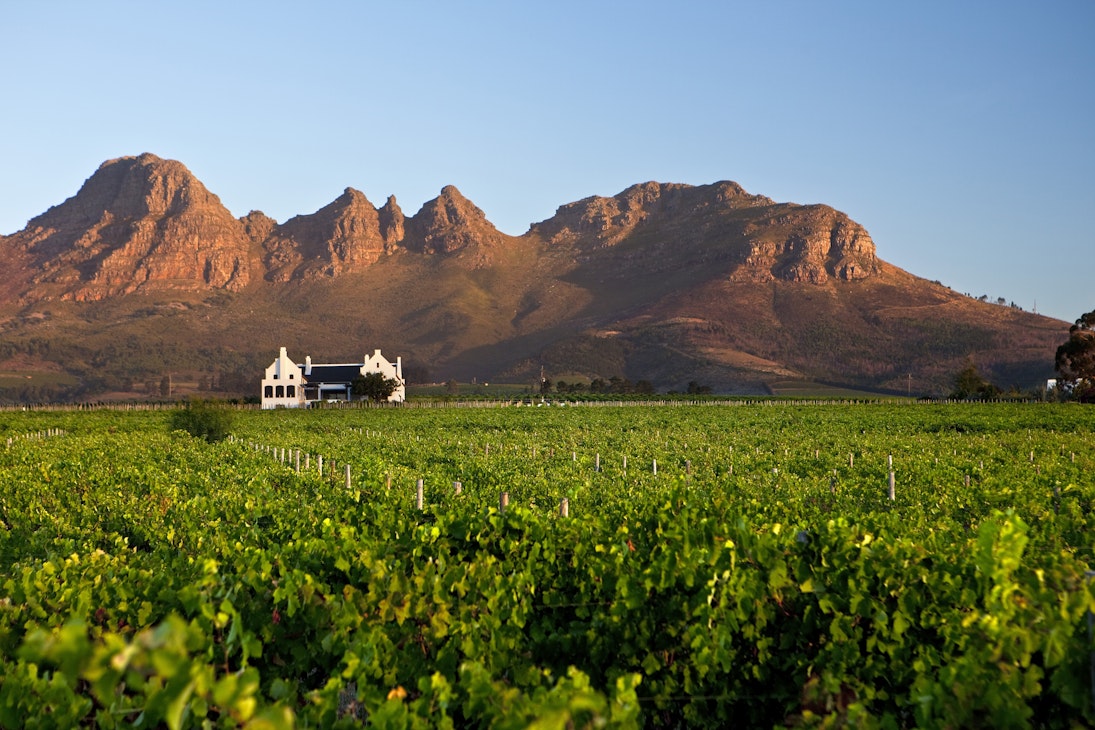 South Africa, Western Cape, near Stellenbosch, Longridge Wine Estate. Homestead and vineyards.