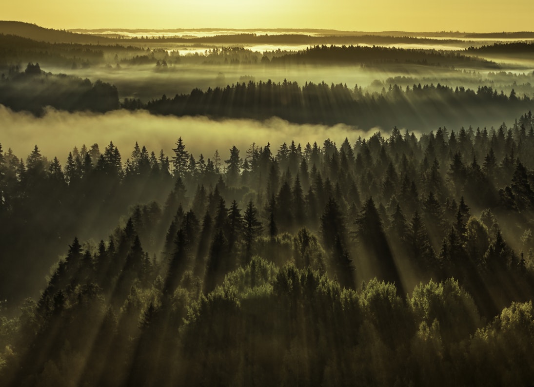 Forest sunbeams