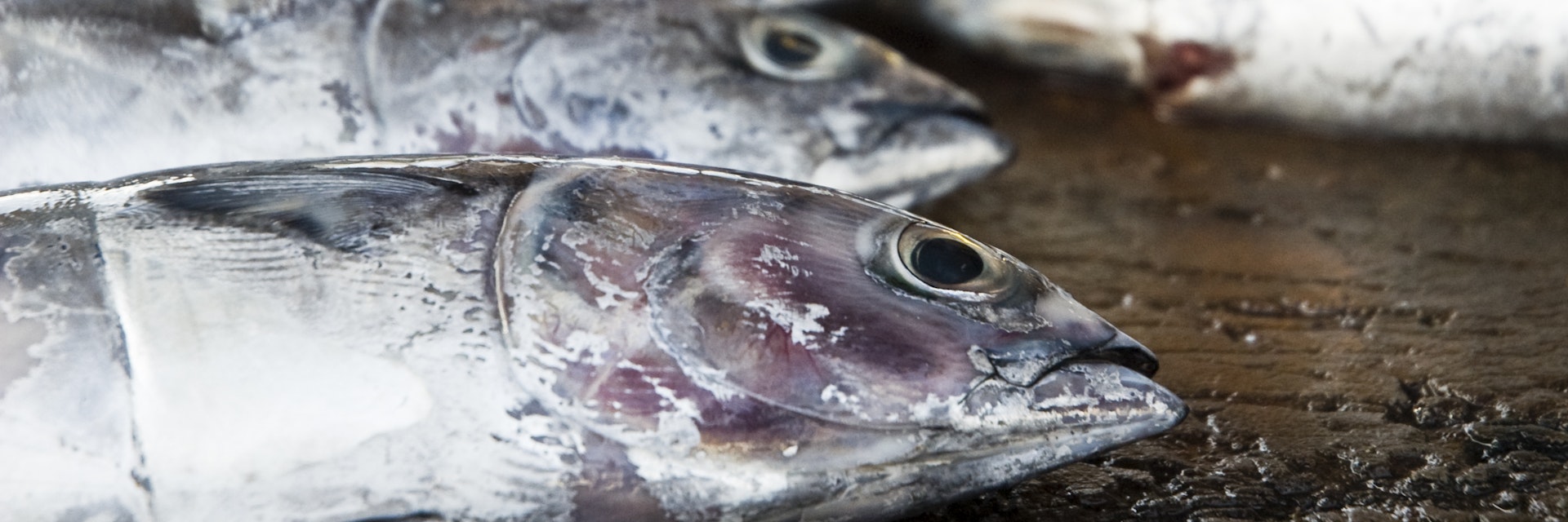 Fish for sale at a road side stall.