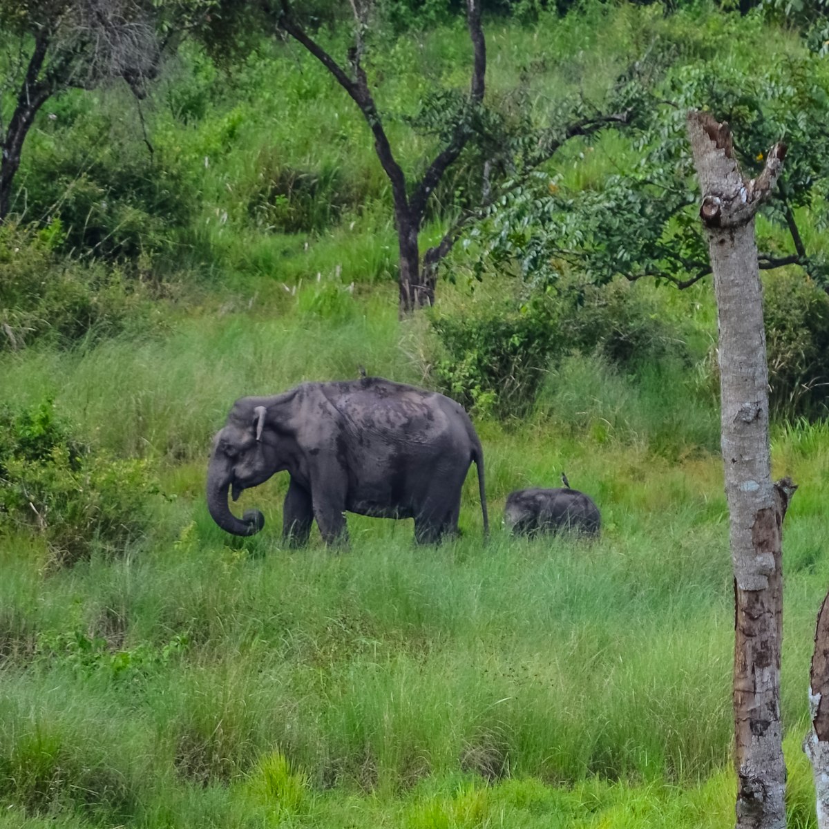 Wayanad, Kerala, India