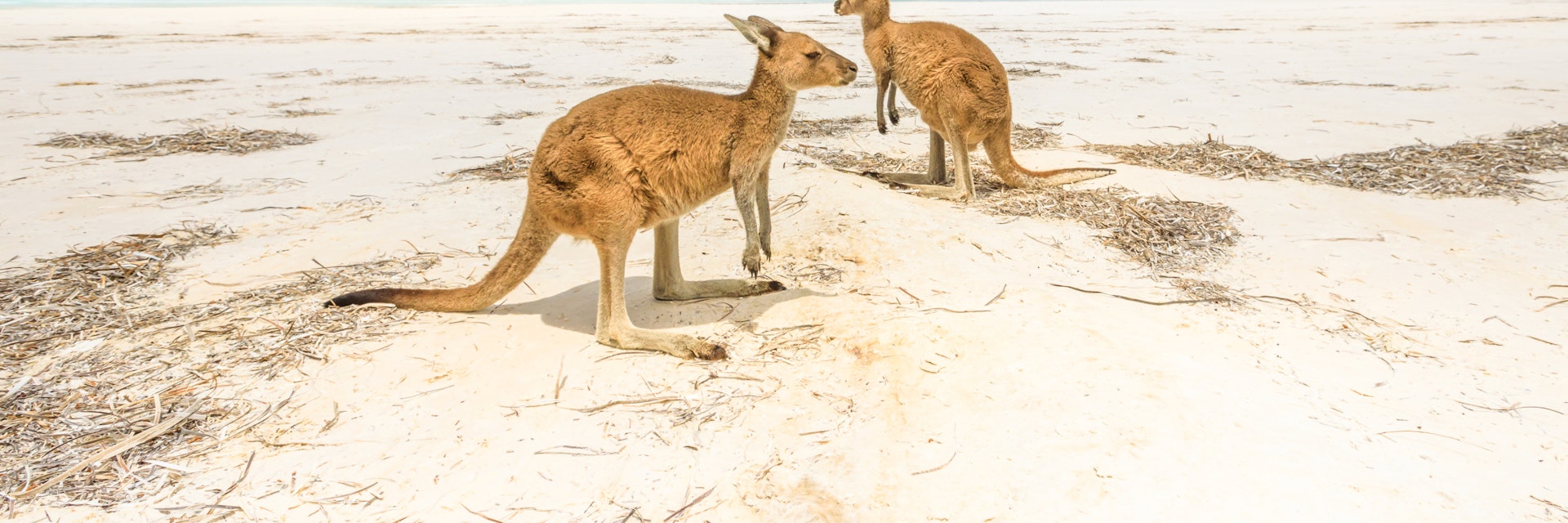 kangaroos standing at Lucky Bay in Cape Le Grand National Park, near Esperance in Western Australia. Lucky Bay is one of Australia's most well-known beaches known for pristine white sand and kangaroos