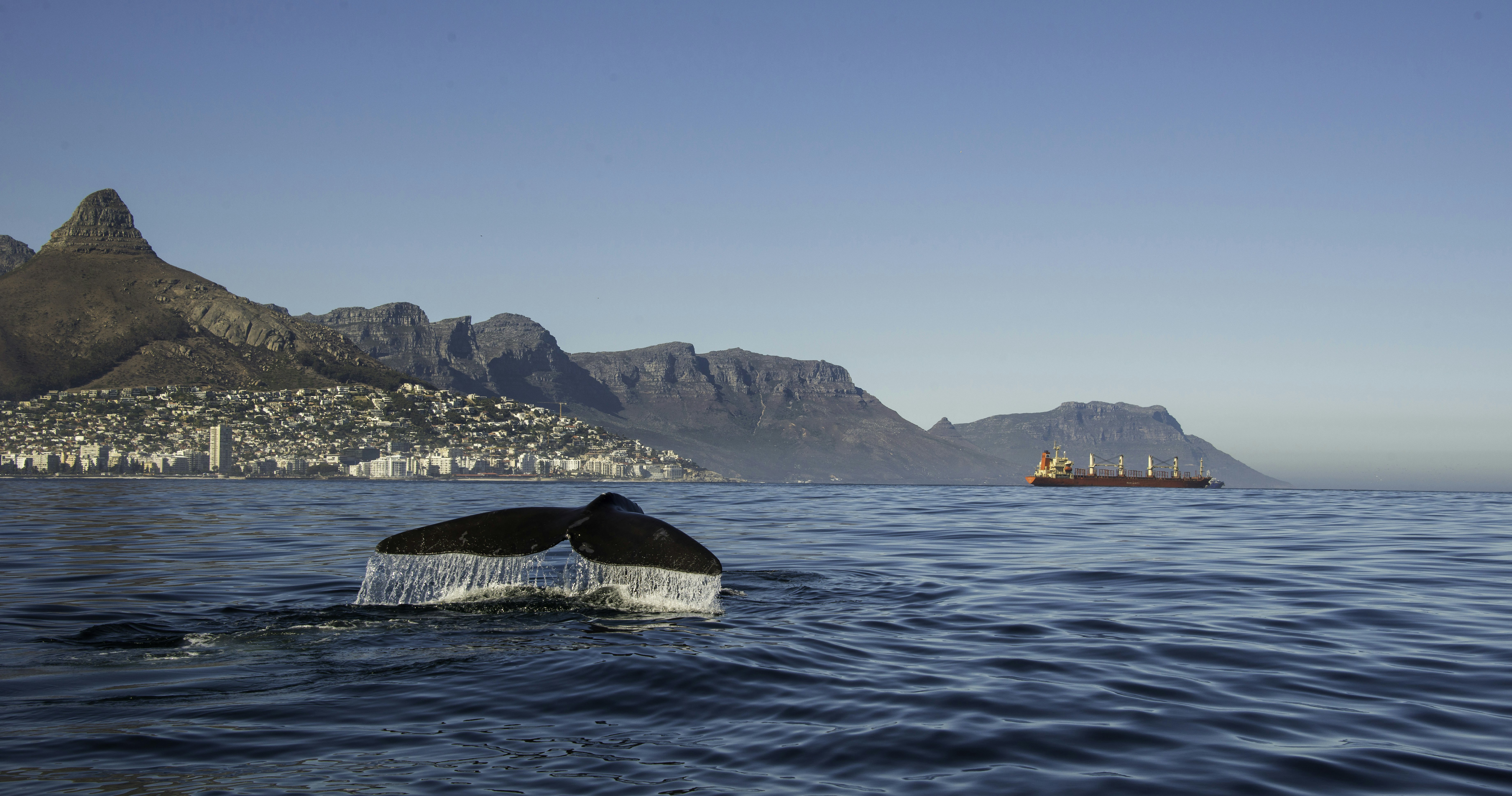 The flute of a southern right whale is visible above the water, with the distinctive coastline of Cape Town (the signature Lion's Head peak) visible in the background.