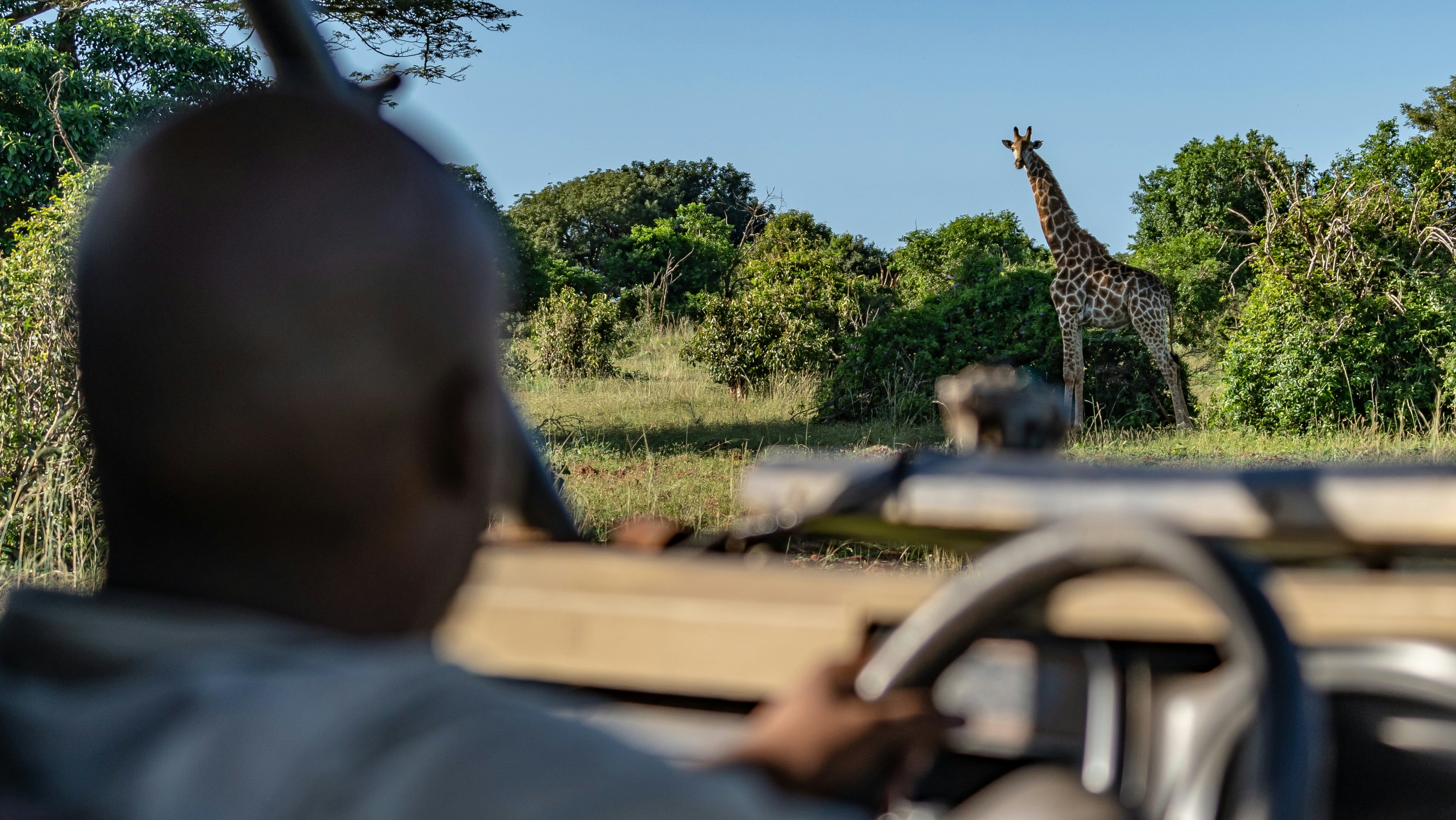 A driver sits at the wheel of a vehicle gazing out at a giraffe on a self-drive safari