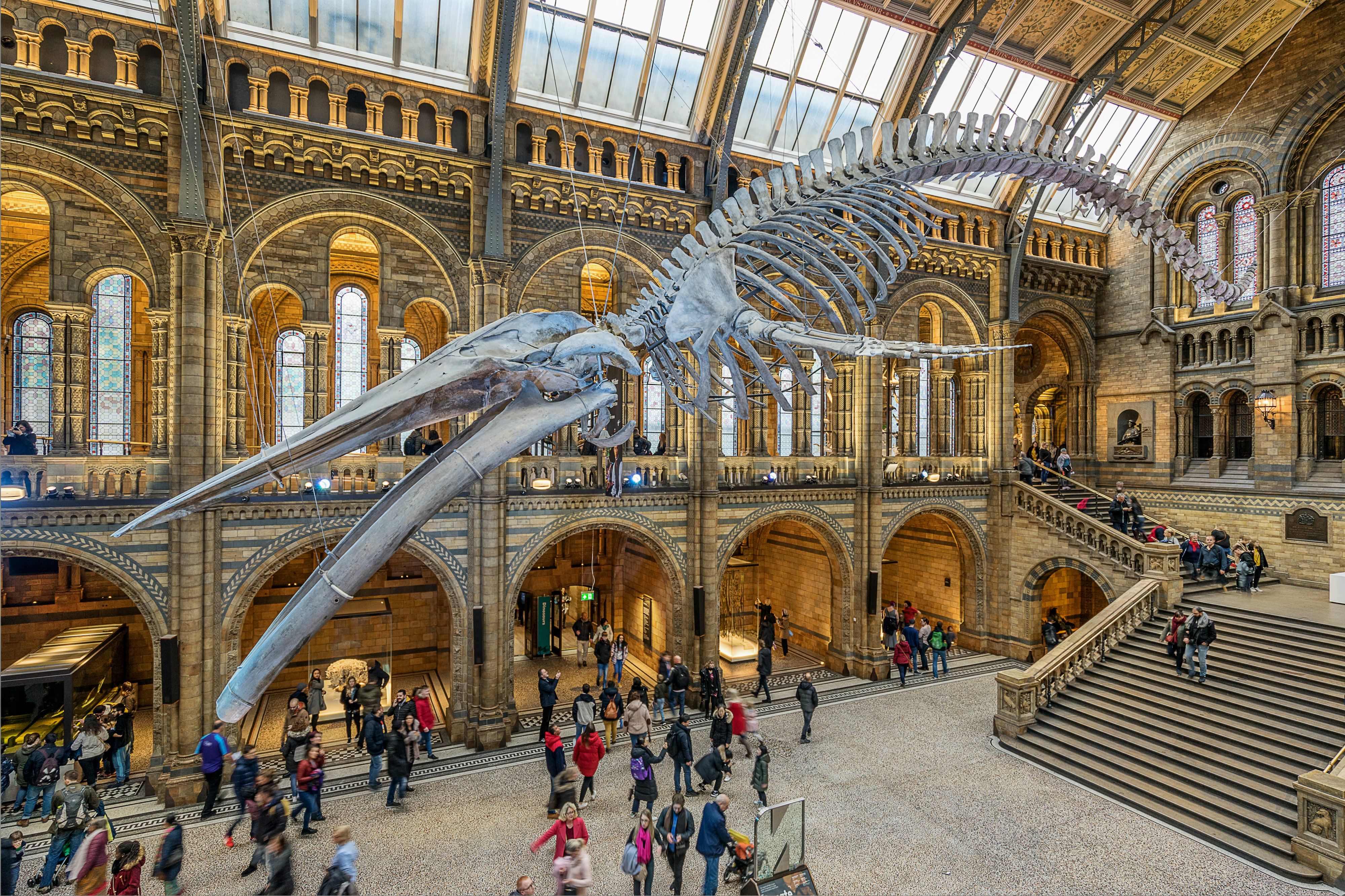 People move around in a large hall dominated by a whale skeleton hanging from the ceiling