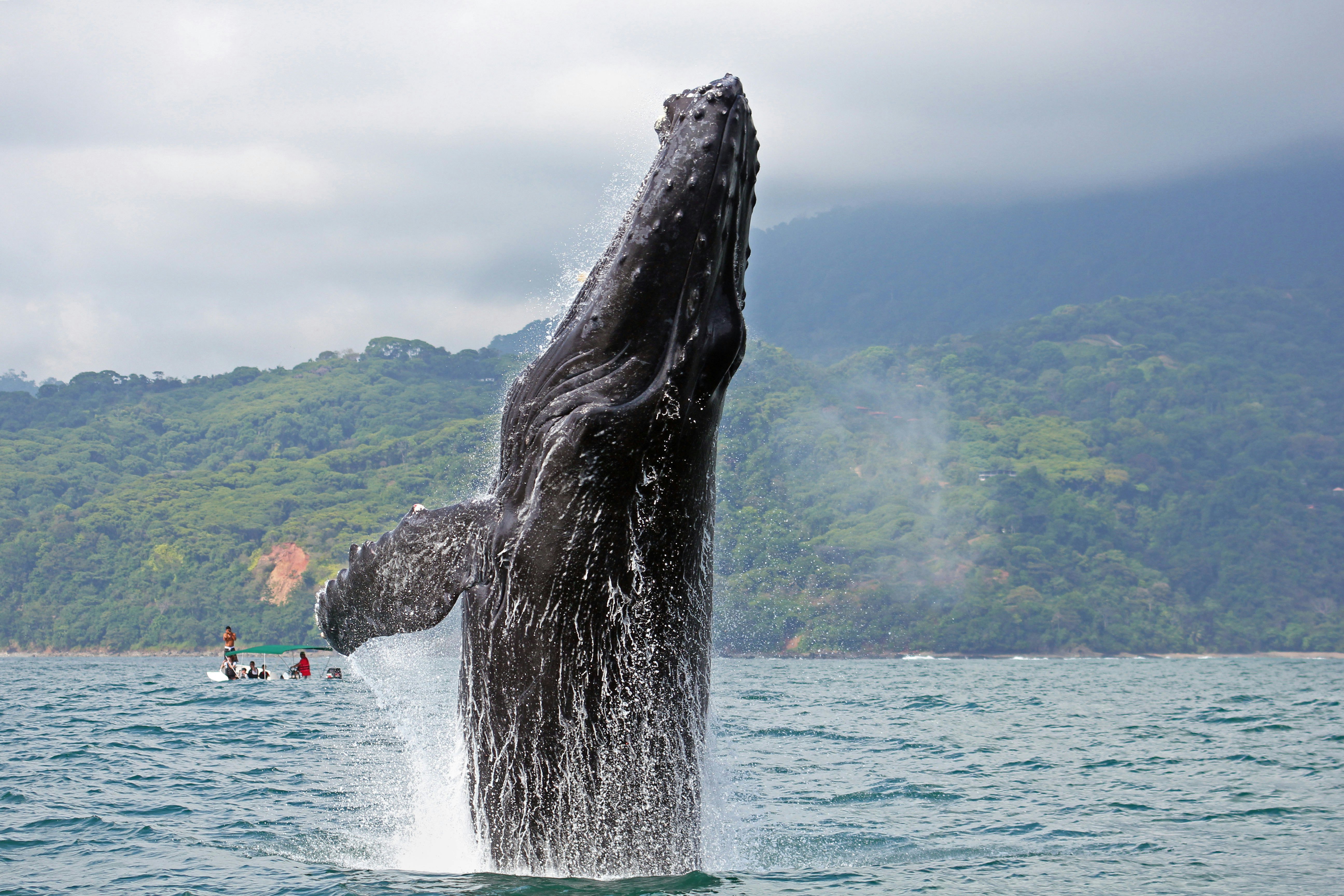 A humpback whale breaches in the ocean with a small boat of onlookers in the distance