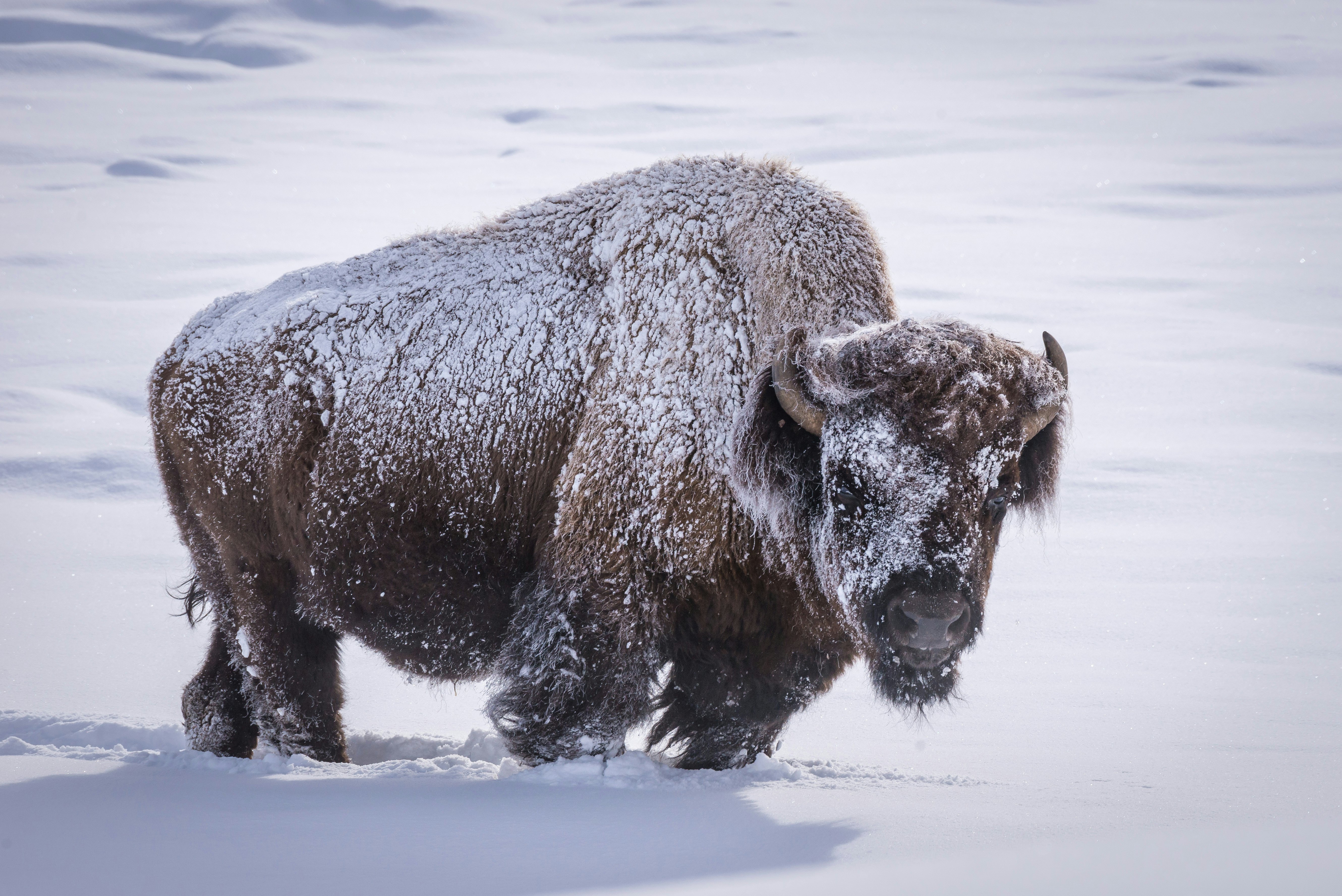 Close-up of a snow-dusted Bison standing in and surrounded by snow.