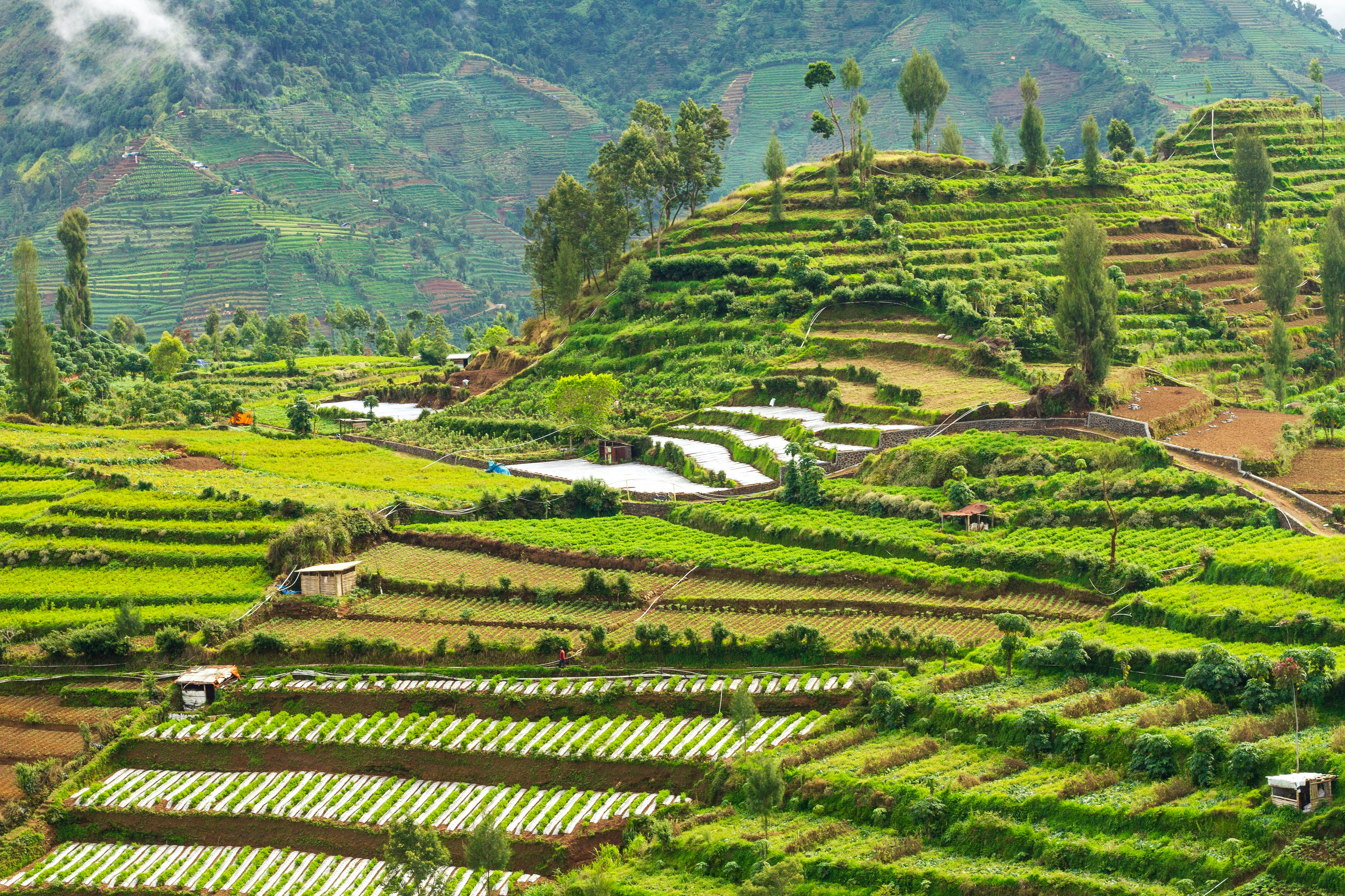 Green fields on the Dieng Plateau, Java, Indonesia.