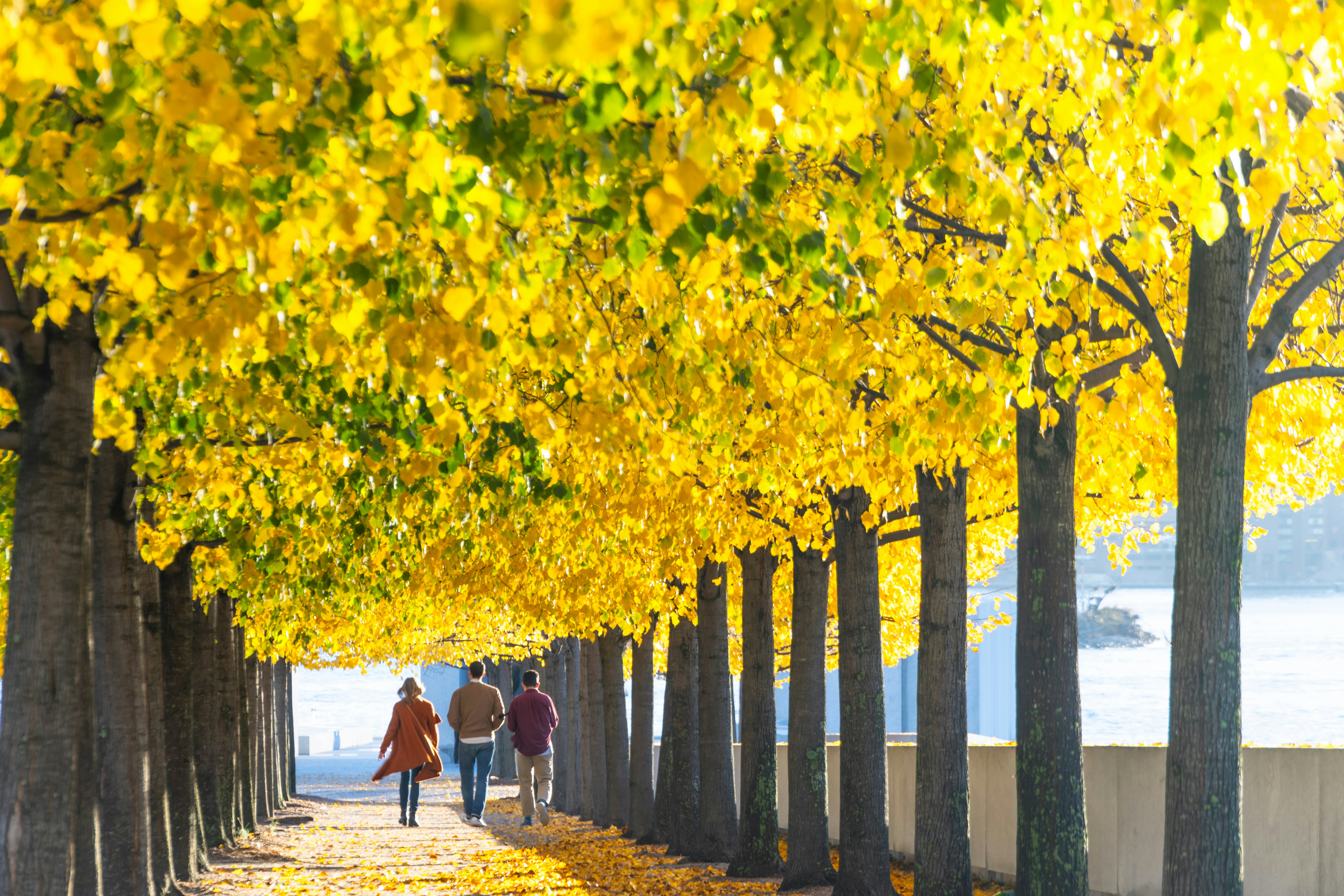 Sunlight illuminates the rows of trees with autumn leaves in Franklin D Roosevelt Four Freedoms Park